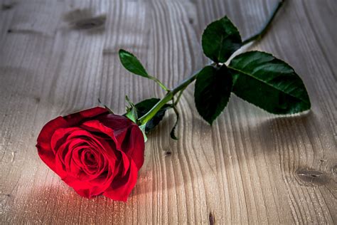 Single Red Rose Hd Wallpaper Background Image 3831x2554 Id686893