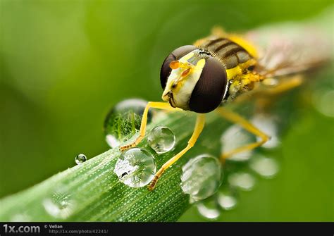 The Very Best Of Macro Photography Pt2 20 Pics I Like