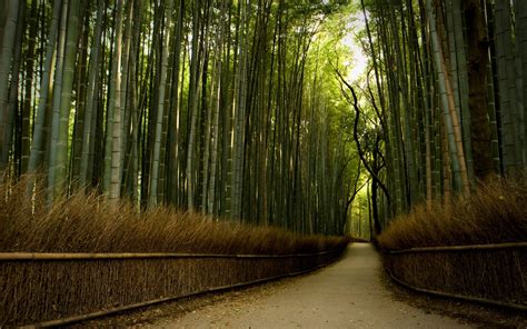 Beautiful Path In Bamboo Forest Hd Wallpaper