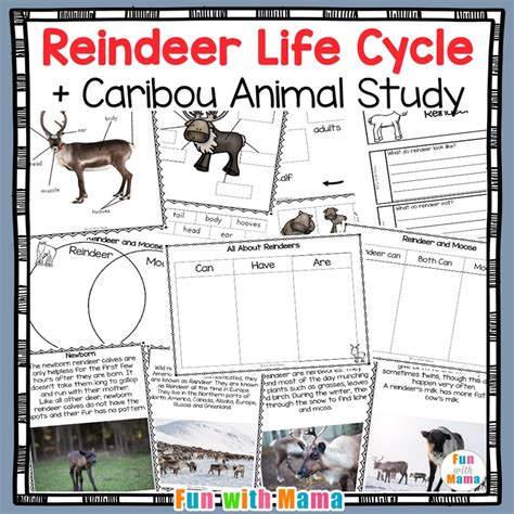 Reindeer Activity Packet Life Cycle Caribou Fun With Mama Shop