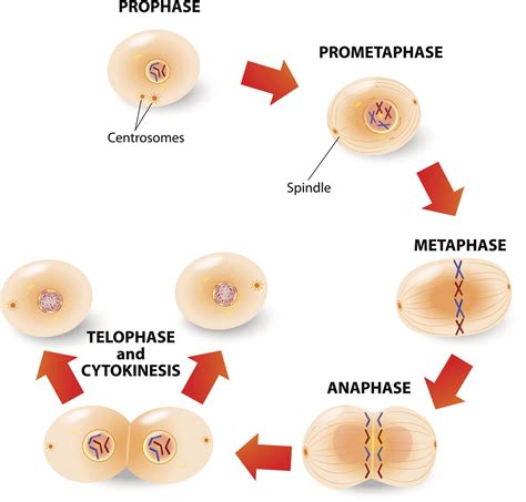 A Study Of The Basic Difference Between Mitosis And