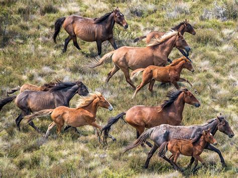 Brumbies In The High Country Its A Wild Political Ride The Australian