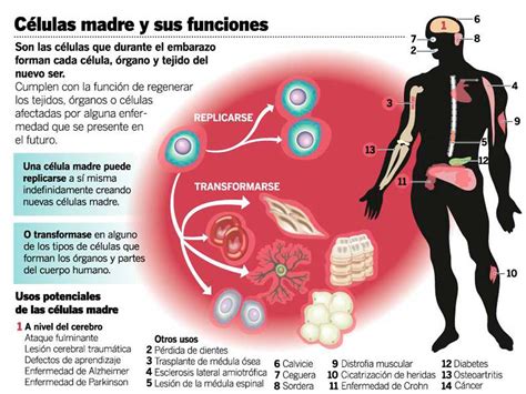 Crece El Aprovechamiento De Células Madre Adultas Periódico Correo