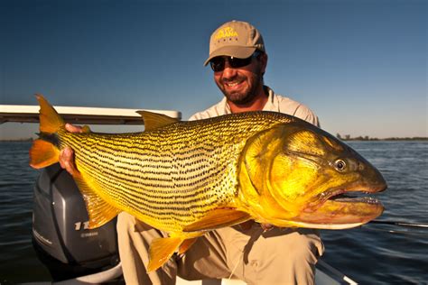 Argentina: Golden Dorado Photos | Montana Angler