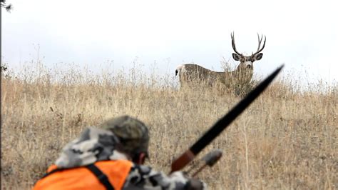Tips On Hunting The Deer Use The Bow The Best And Most Complete