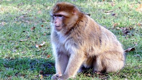 Barbary Macaque Diet Facts Lifespan And All Information