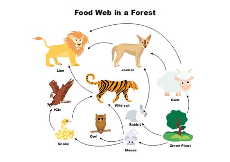 Tiger Food Web