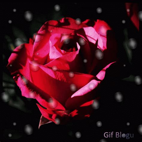 Пин от пользователя Mary Wyatt на доске Roses Розы Гифки Цветы