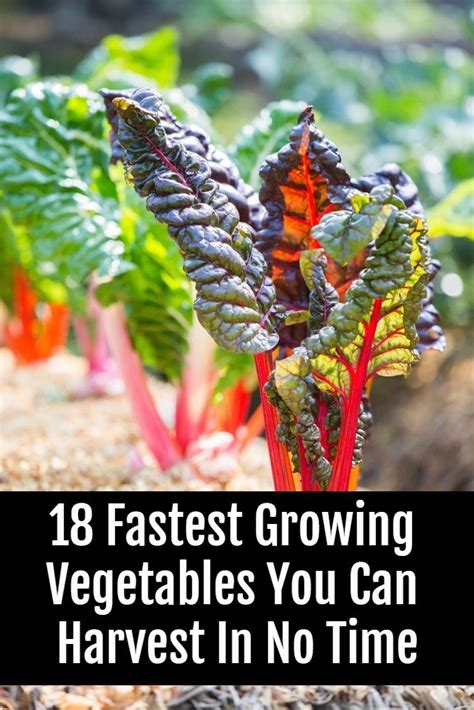 18 Of The Fastest Growing Veggies You Can Harvest In No Time