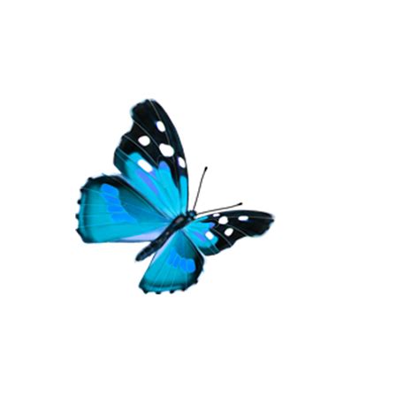 Butterfly Blue Butterfly Png Download 800800 Free Transparent