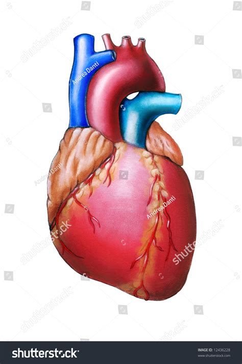 Human Heart Anatomy Original Hand Painted Illustration 12436228