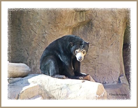 Sun Bear San Diego Zoo California