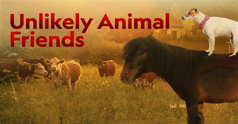Watch Unlikely Animal Friends Tv Show Streaming Online Nat Geo Tv
