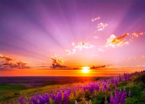 Glorious Sunrise Over Field Of Flowers Nature Desktop Sunset Sunset