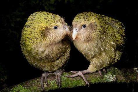 Animals People And Plants Living Ethically Species Of The Day Kakapo