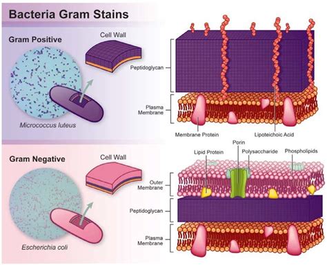 Bacterial Cell Wall Structure Gram Positive Vs Gram Negative Sexiz Pix