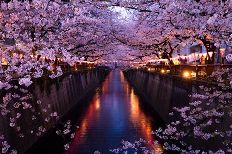Sakura Along The River In Nakameguro 5472x3648 Oc • Rjapanpics