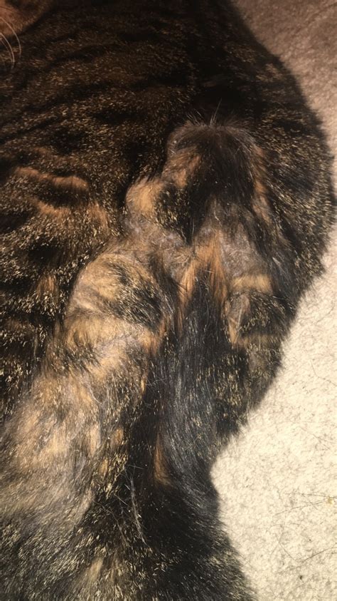 What Is Wrong With My Cats Fur Please Help Thecatsite