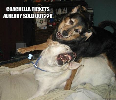 Angry Dogs Coachella Memes Quickmeme