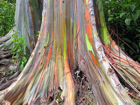 See The Unique Multi Hued Bark Eucalyptus Deglupta Allrefer