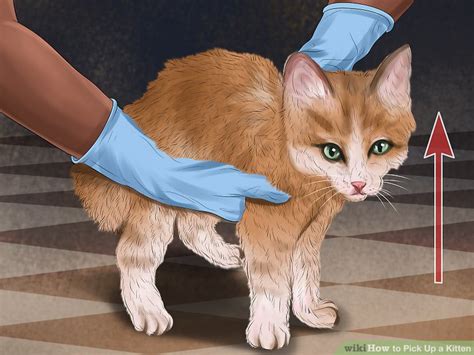 How To Pick Up A Kitten With Pictures