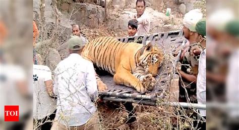 Relocated Tiger Dies In Sariska Tiger Reserve Within 2 Months Jaipur