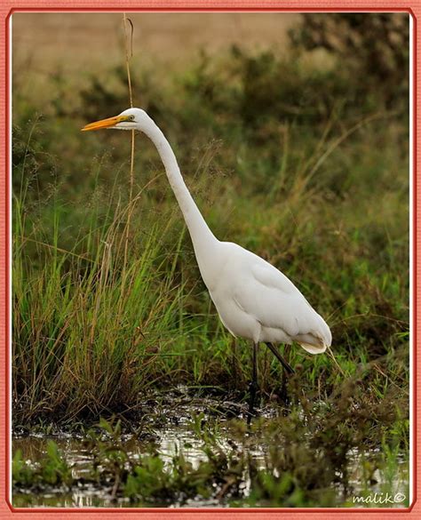 Albums 94 Images White Big Bird With Long Neck Excellent