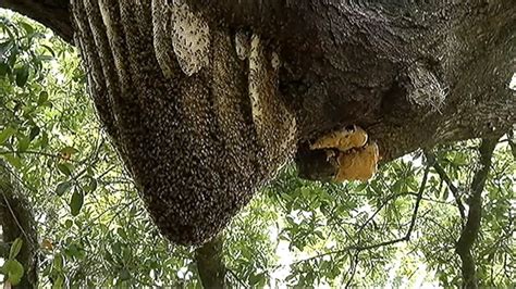 Beehive Containing More Than 50000 Bees Creates Buzz In Orlando