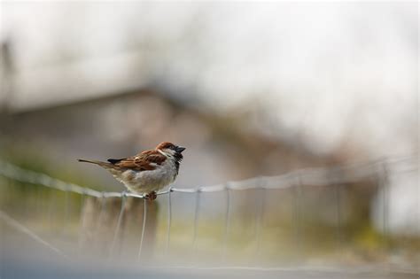 Photography Sparrow Macro Blurred Birds Fence Bokeh House Animals