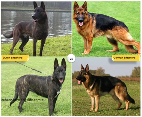 11 Dog Breeds Like The German Shepherd Pethelpful