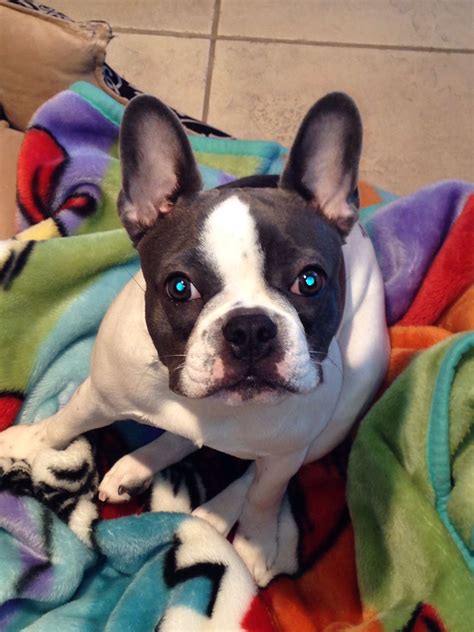 French Bulldog Boston Terrier French Bulldog Bulldog