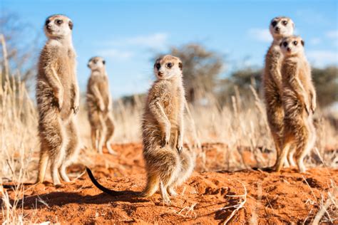 Discovering The Wonderful World Of Meerkats Alfredand