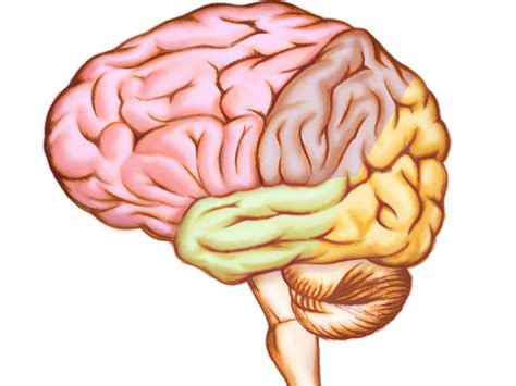 Anatomische Illustration Des Menschlichen Gehirns