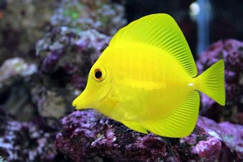 Concerns Over Hawaiis Yellow Tang Population Leads To The Successful