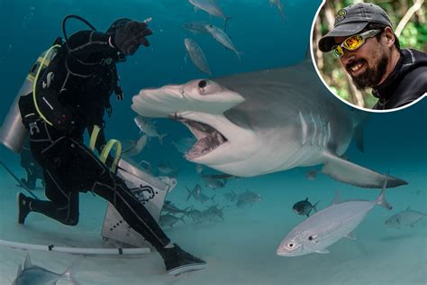 Dramatics Pics Show Fearless Diver Using Blood To Lure 16ft Hammerhead