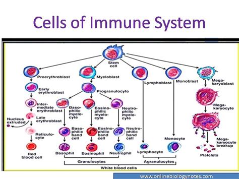 Anatomyimmune System Wiki