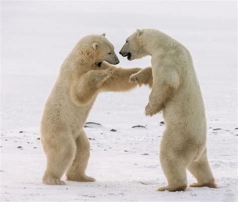 Premium Photo Two Polar Bears Playing With Each Other In The Tundra