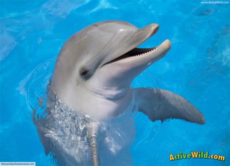 Common Bottlenose Dolphin Facts For Kids And Adults Info Pictures Video