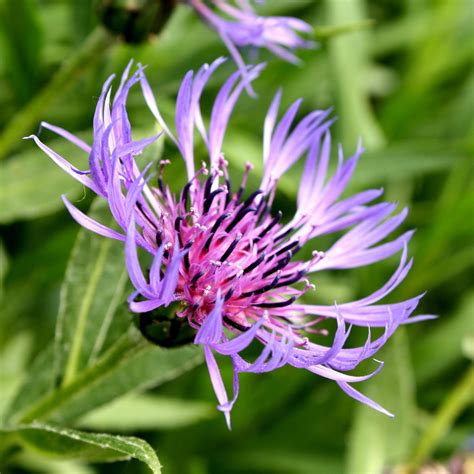 Purple Mountain Cornflower With Spiky Petals Picture Free Photograph