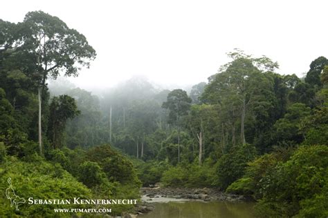Law of the jungle in borneo , 김병만의 정글의 법칙 in 보르네오. Borneo: My First Time to the Jungle - Sebastian ...