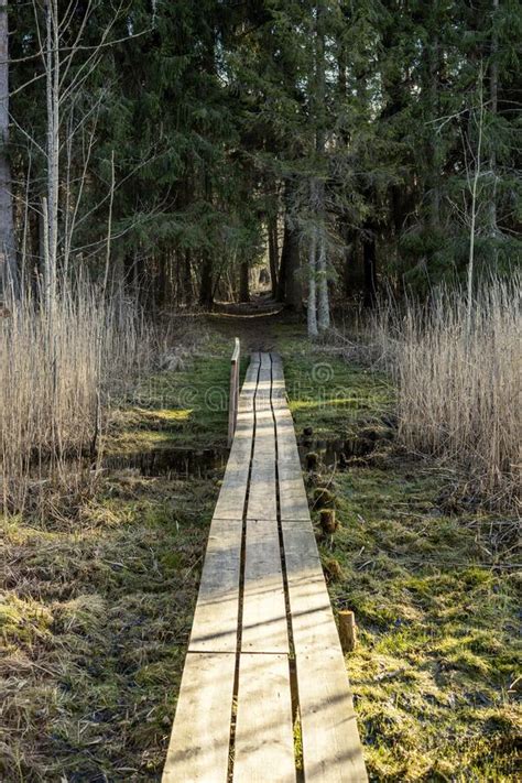 Wooden Boardwalk Trail In Green Forest Stock Image Image Of Wooden