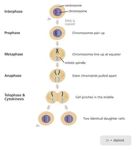 Stages Of Meiosis In Plant Cells Diagram Studying Diagrams Images And