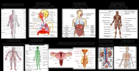 ¿cuántos órganos Tiene El Cuerpo Humano Como Funciona Que