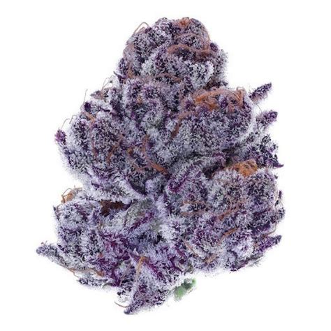 Cannabis Strain Of The Week Purple Punch Santa Barbara Goleta