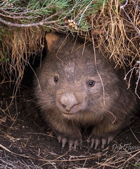 Australian Geographic On Instagram Wombat Wednesday This Portrait