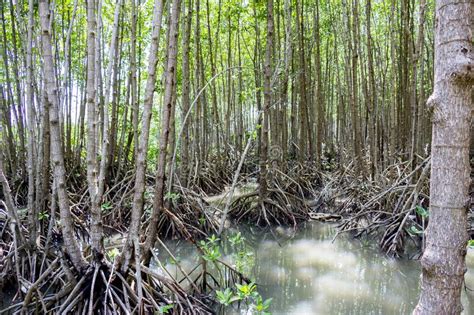 Mangrove Forest Near The Sea Stock Photo Image Of Foliage Outdoor