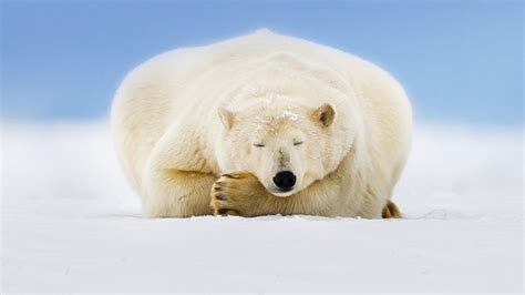47 Polar Bear Bing Wallpapers Wallpapersafari