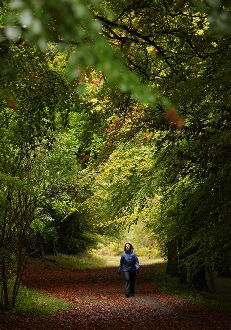 Noticing How To Take A Walk In The Woods 137 Cosmos And Culture Npr