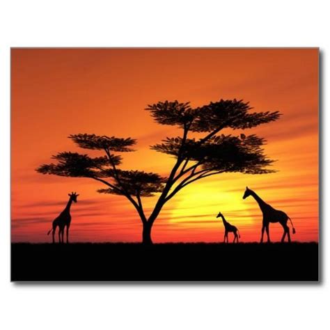 African Sunset Postcard In 2019 Postcards African