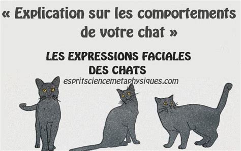 Comment Comprendre Ce Que Votre Chat Essaie De Dire Comportement Chat